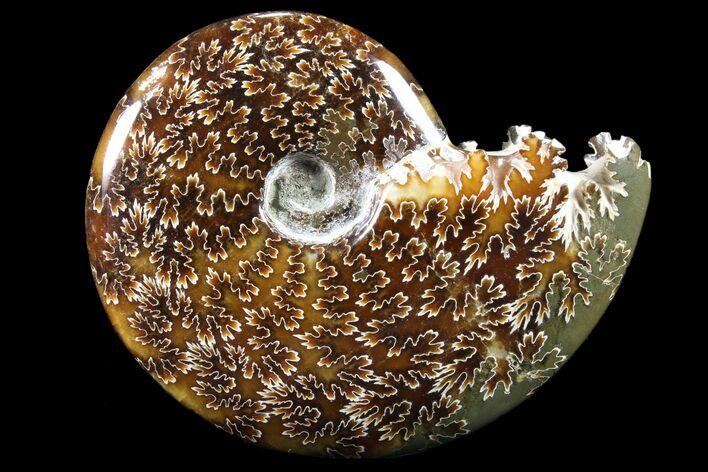 Polished, Agatized Ammonite (Cleoniceras) - Madagascar #83057